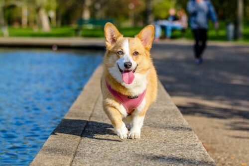 dog walking forward