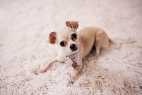 small dog on rug